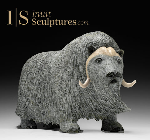 19" SIGNATURE Muskox by Lucassie Ikkidluak *Protector of the Herd*